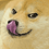 BDog