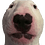 rehorted